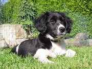 honden foto van friesestabij