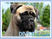 honden foto van Divide Et Impera