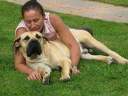 honden foto van Fona-Boerboels