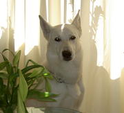 honden foto van Varro Valentino vd Bernissenhof