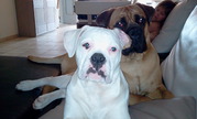 honden foto honden foto van zoran en tara