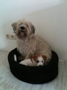 honden foto van Linda