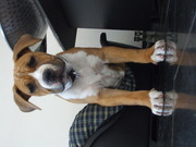honden foto van Daan