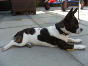 honden foto van danielle