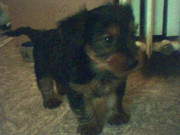 honden foto honden foto van Anouk & Elmo