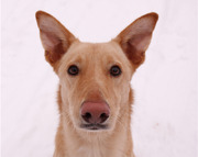 honden foto van NOPPEL