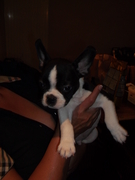 honden foto van steve