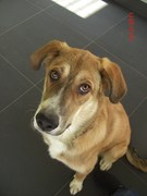 honden foto honden foto van Sas