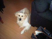 honden foto honden foto van Danielle