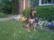 honden foto van sabine & snoopy