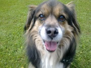 honden foto van Sofie