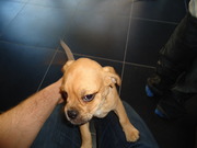 honden foto van Zita