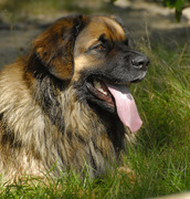 honden foto van Natascha Hekking