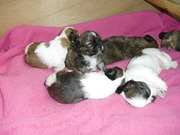 honden foto van marinka