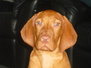 honden foto honden foto van monique