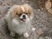 honden foto van de vries