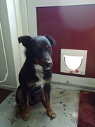 honden foto van Kari-Janne de Roon