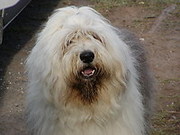 honden foto van Helen