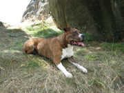 honden foto honden foto van Tora