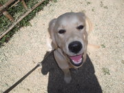 honden foto van Aurélie & Jules