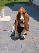 honden foto van Henk + Chester