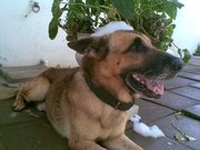 honden foto van rachel