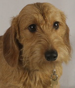 honden foto van clarisse