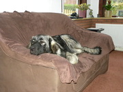 honden foto van mirmar