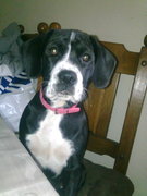 honden foto van diana