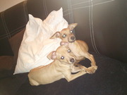 honden foto van Kelliieejj