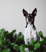 honden foto honden foto van margriet