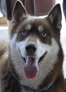 honden foto van charmaine