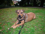 honden foto van Arianna