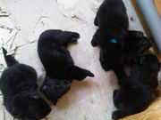 honden foto van Michelle