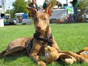 honden foto van Michelle