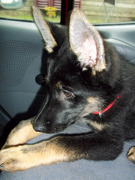 honden foto van chris