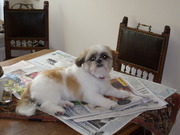 honden foto van M. Veltmeijer