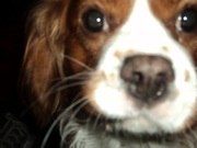 honden foto honden foto van Yana