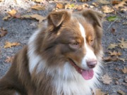 honden foto van Marja en SAM