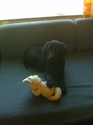 honden foto van lydie