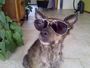 honden foto van Marco van Wijngaarden