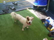 honden foto van marie