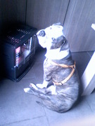 honden foto van miranda vandenbrande