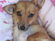 honden foto van Jacqueline Koster