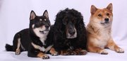 honden foto van Ellen Moors