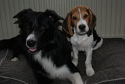 honden foto van Marcella