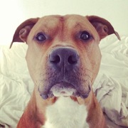 honden foto van Marloes