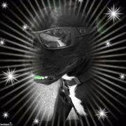 honden foto van Chica