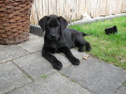 honden foto van Dave