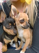 honden foto van jolien